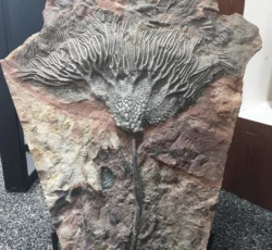 Fossil 1