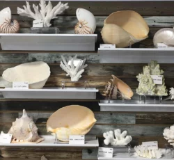 Shells Coral 1 1