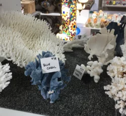 Shells Coral 2 1
