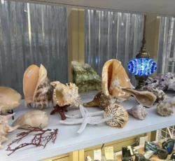 Shells Coral 3 1