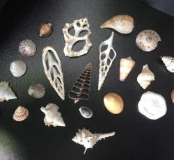 Shells Coral 4 1