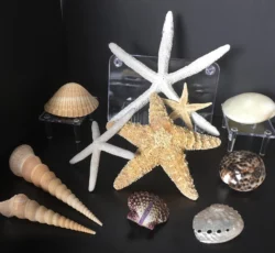 Shells Coral 5 1